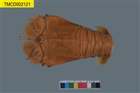 藏品(東方扁蝦)的圖片